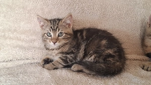 Hauskatzen
