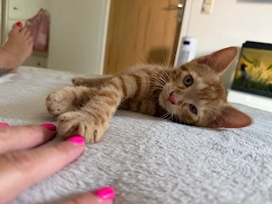 Kleiner Kater sucht dringend sein Plätzchen!