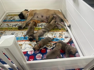Wunderschöne Bullmastiff Welpen zu vergeben 