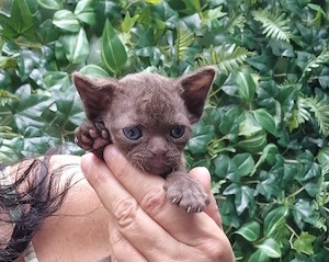 Hübsche Devon Rex Kitten können im Alter von 12 Wochen umziehen 