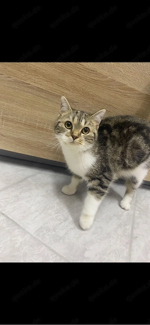 Katze sucht ein neues Zuhause! 