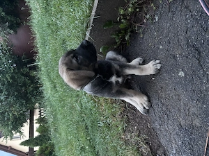 Welpe sucht neues zuhause