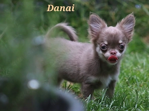 Traumhafte Chihuahua Welpen Langhaar 