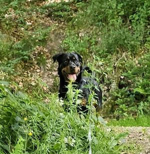 Suche Rottweiler Welpe 