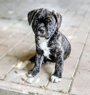 Französische Bulldoggen Welpen nur noch 1 ne Hündin 