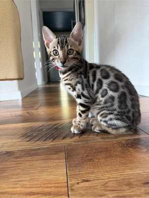 Bengal Kitten Schwarzwald FIFE