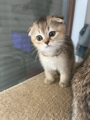 BKH-Kitten suchen ein liebevolles Zuhause