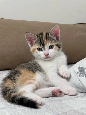 Babykatze sucht ein liebevolles Zuhause 