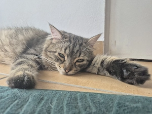 Sibirische Katze 