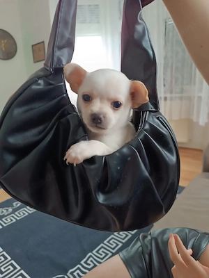 chihuahua 