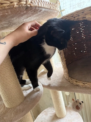 Zwei liebe schwarze Katzengeschwister