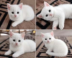 Wunderschöne weiße Russisch-Kurzhaar-Katze sucht ein liebevolles Zuhause