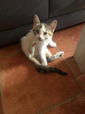 Katzenkinder 