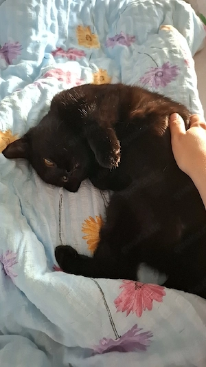 Katze zu verkaufen