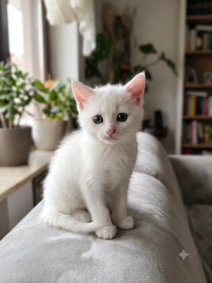 Edler weißer Russisch-Kurzhaar-Kater sucht ein neues, geborgenes Heim."