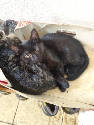 1 weibliche schwarze Katze 12 wochen 