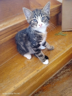 1 kater abzugeben 12 Wochen alt 