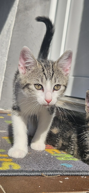 Bkh mix kitten 