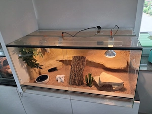 Terrarium mit gestalteter Rückwand, Beleuchtung, Einrichtung usw.
