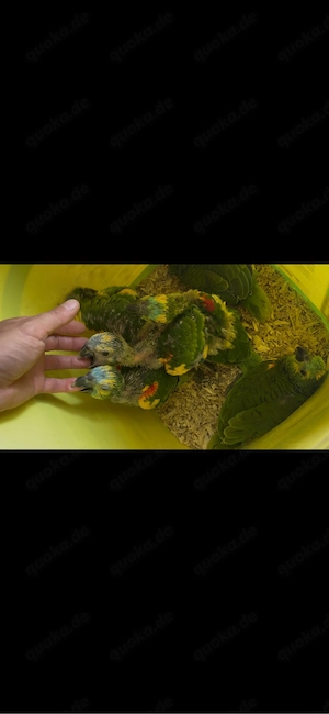 Handzahme Gelblügel Blaustirnamazonen abzugeben.