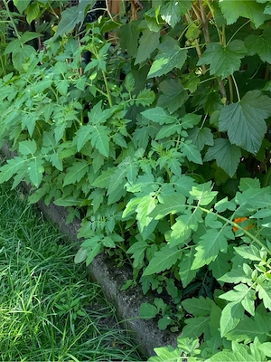 Tomaten Pflanzen. 1,- 