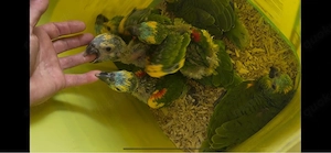 Handzahme Gelbflügel Blaustirnamazonen abzugeben.