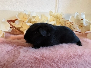 Zauberhaftes Meerschweinchen Mädel sucht neues Zuhause
