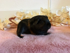 Zauberhafter Meerschweinchen Bub sucht neues Zuhause