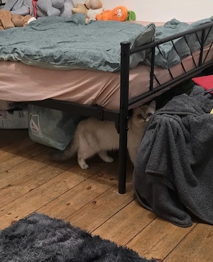 BKH Katze weiß