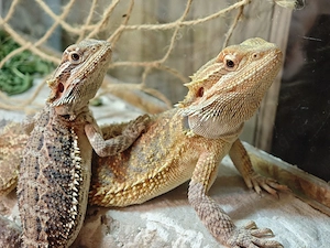 2 Bartagamen (Pogona vitticeps) abzugeben   ca. 1 Jahr alt Bild 2