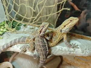 2 Bartagamen (Pogona vitticeps) abzugeben   ca. 1 Jahr alt