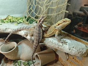 2 Bartagamen (Pogona vitticeps) abzugeben   ca. 1 Jahr alt Bild 3