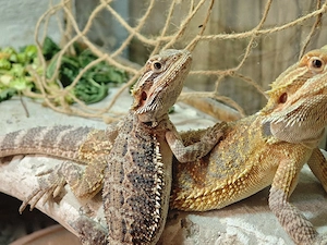 2 Bartagamen (Pogona vitticeps) abzugeben   ca. 1 Jahr alt Bild 4