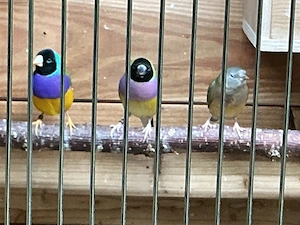 Verkaufe Gouldamadine