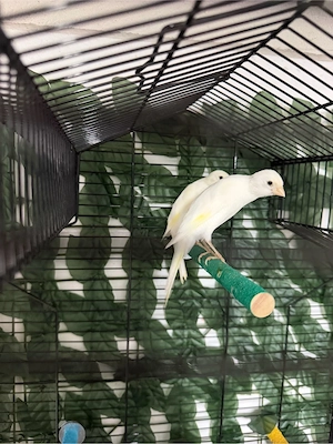 kanarienvögel