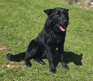 SOS Collie Schäferhund Mix Rüde 12Mon 25kg 50cm bundesweit ausreisebereit 