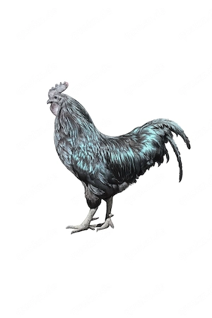 Ayam Cemani Hahn