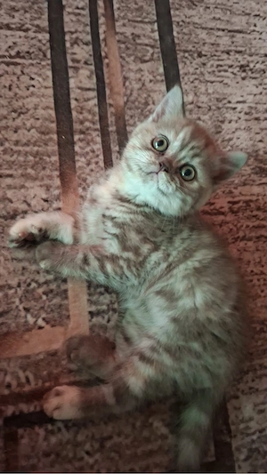 Reinrassige bkh kitten  Bild 4