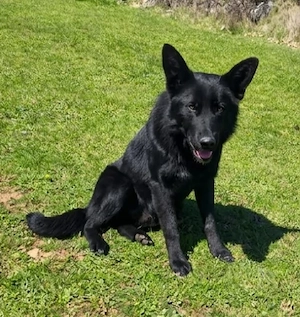 BESUCHBAR IN EMMERTHAL superlieb Schäferhund Collie Rüde 12Mon 25kg 50cm   