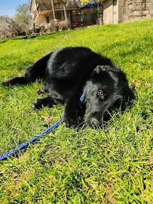 EILT VERLIERT PFLEGESTELLE TIERHEIM droht Collie Schäferhund Mix Rüde 12Mon 25kg 50cm 