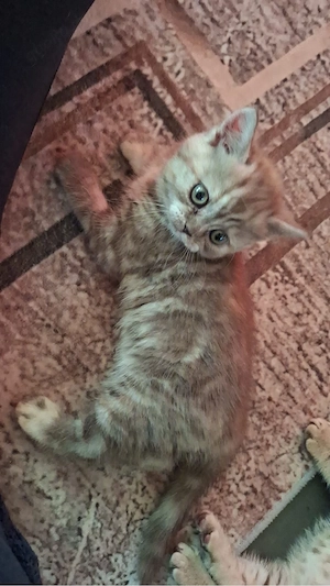 Reinrassige bkh kitten  Bild 5