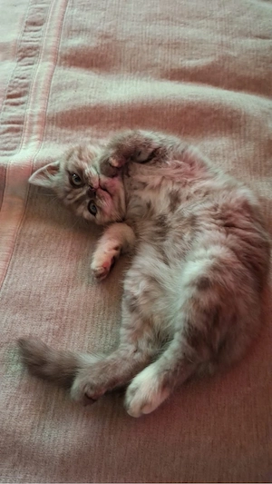 Reinrassige bkh kitten  Bild 3