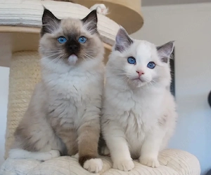 Geimpfte Ragdoll-Kätzchen