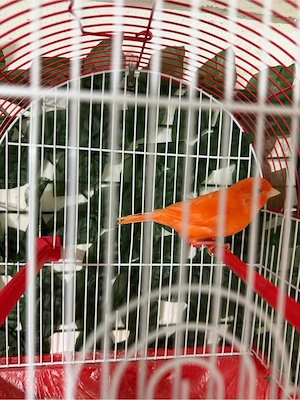 Red Factor Kanarienvögel