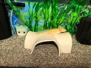 goldalbino Axolotl