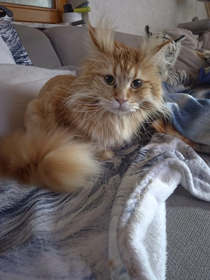 2 Maine coon kater