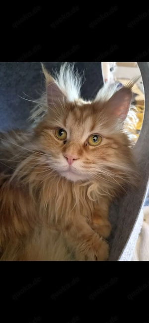 2 Maine coon Kater