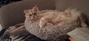 2 Maine coon kater