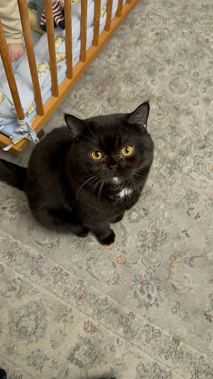 Britisch-Kurzhaar-Kater 