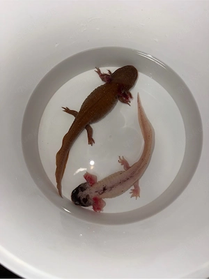 cooper Weiblich Harlekin Männlich
